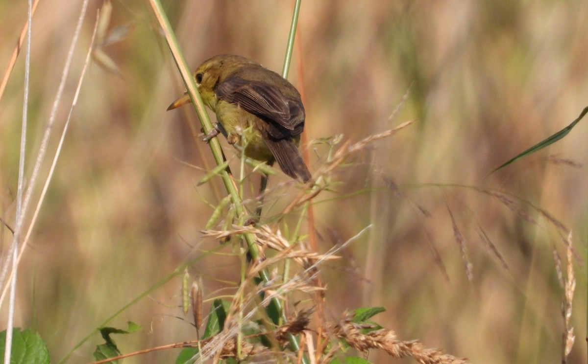 Melodious Warbler - ML638169661