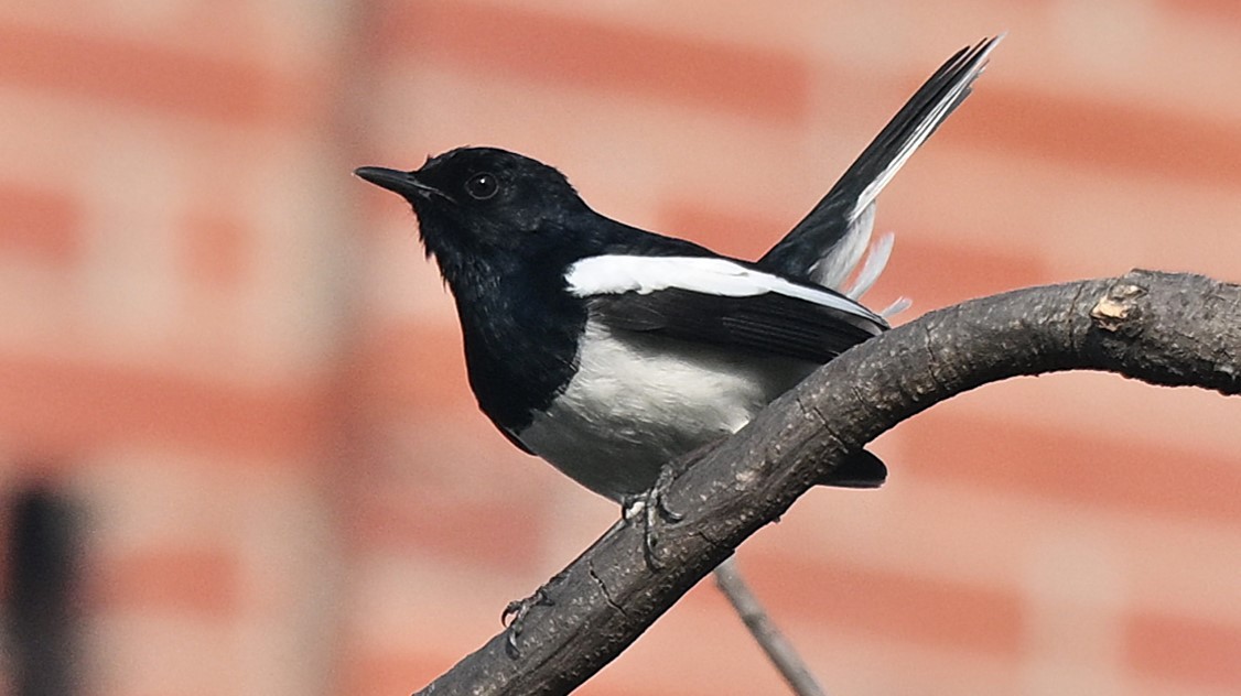 Oriental Magpie-Robin - ML638169664