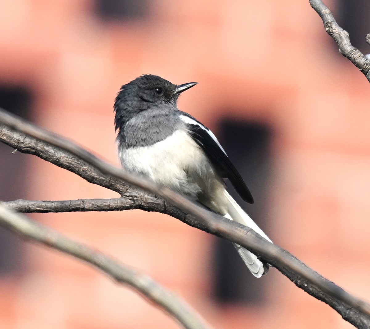 Oriental Magpie-Robin - ML638169665