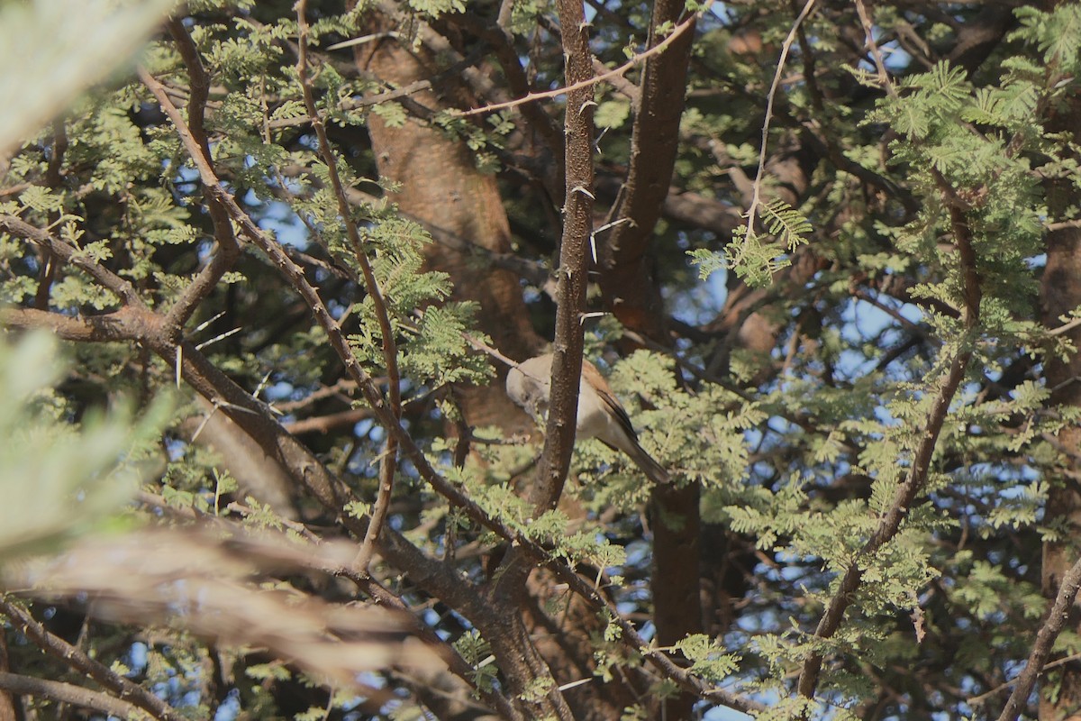 Northern Gray-headed Sparrow - ML638169667