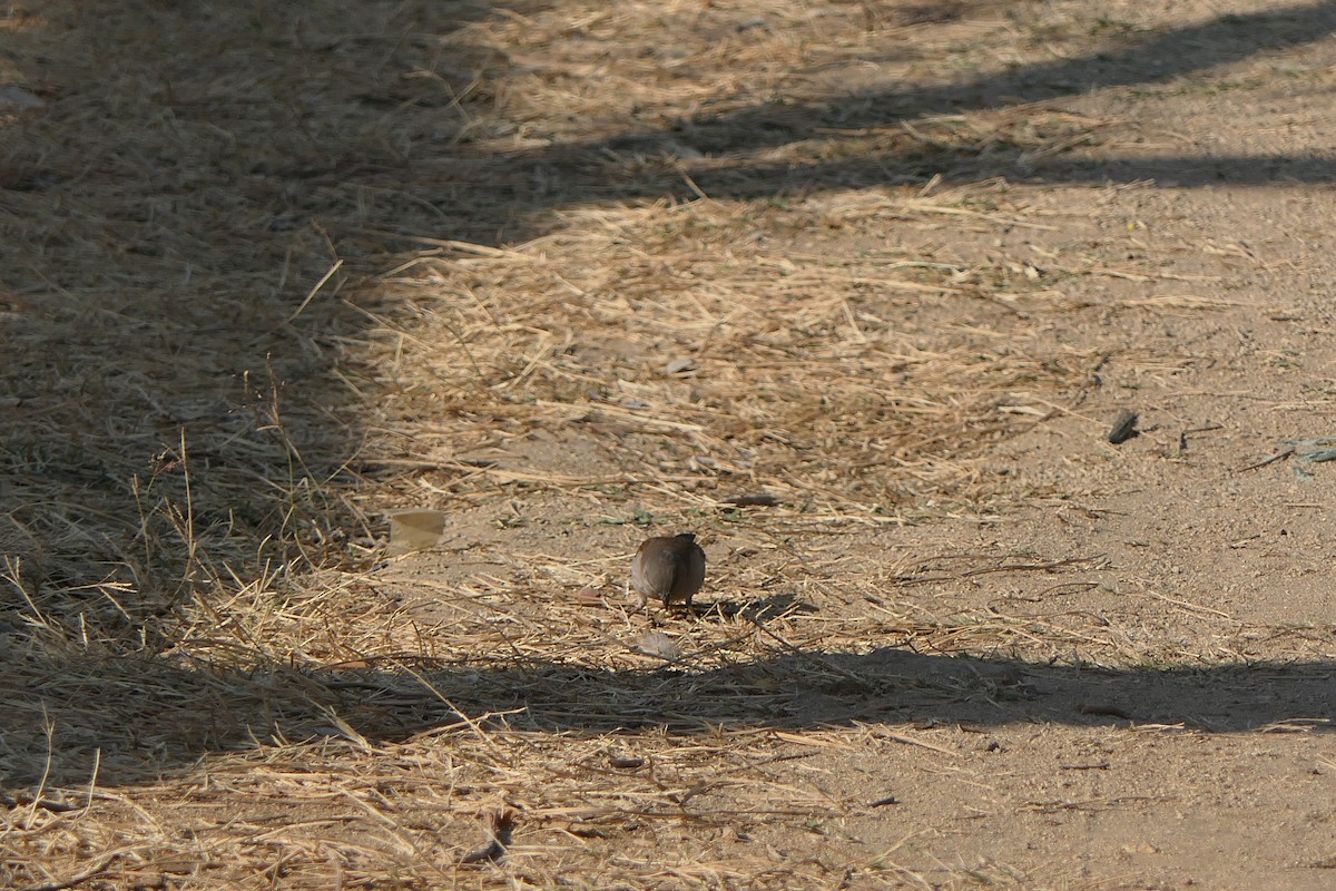 Northern Gray-headed Sparrow - ML638169668