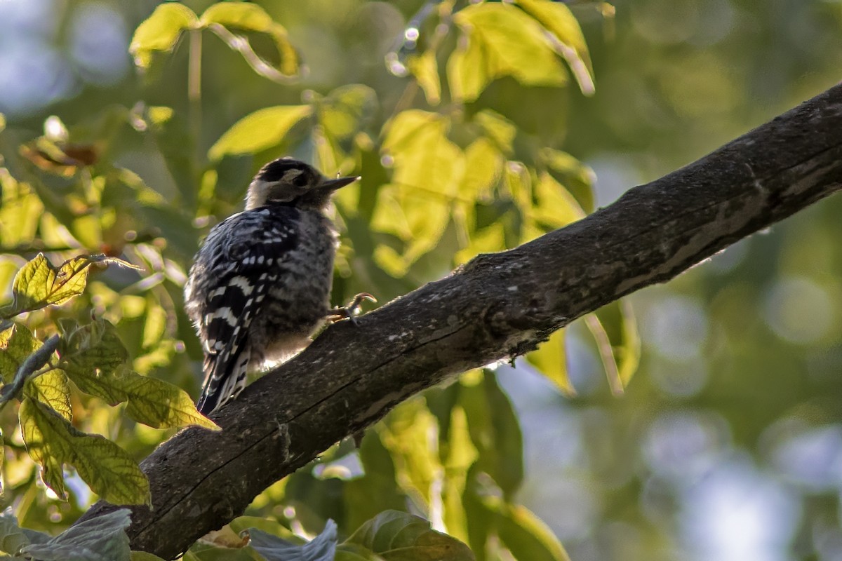 Lesser Spotted Woodpecker - ML638169678