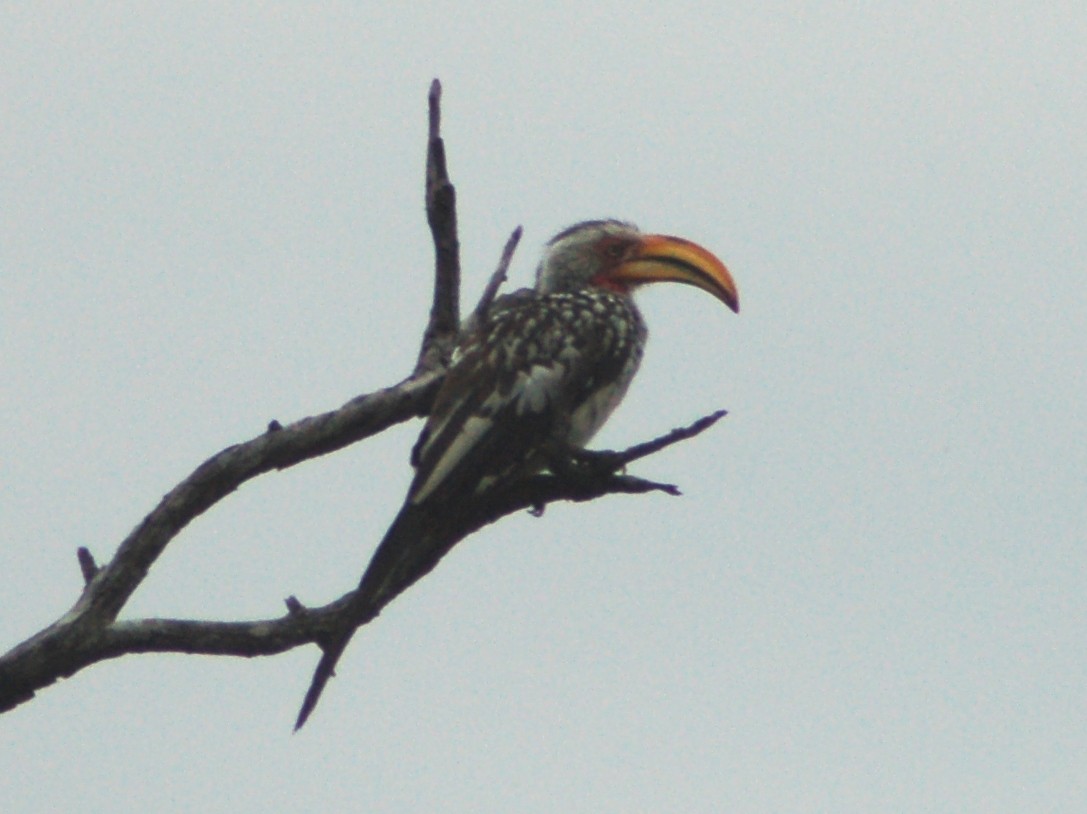 Southern Yellow-billed Hornbill - ML638169683