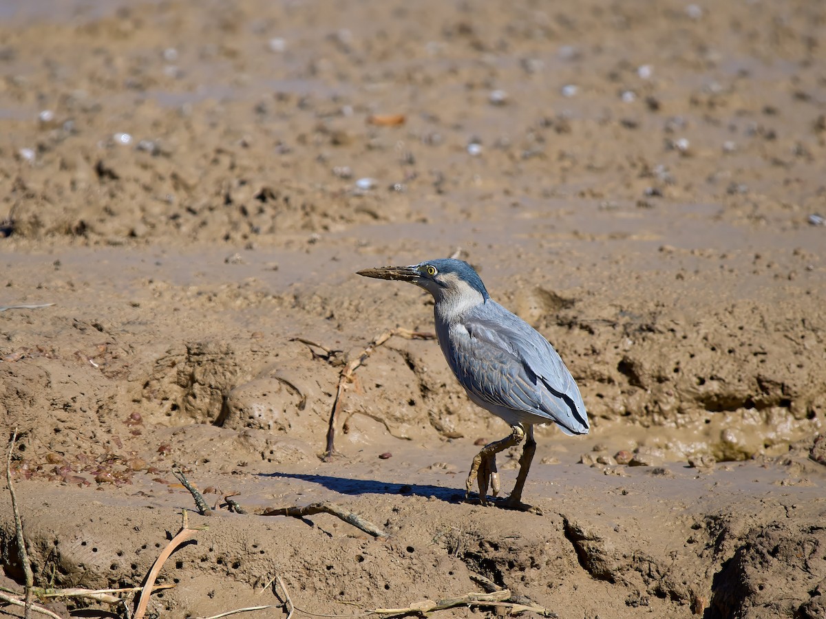 Striated Heron (Old World) - ML638169684