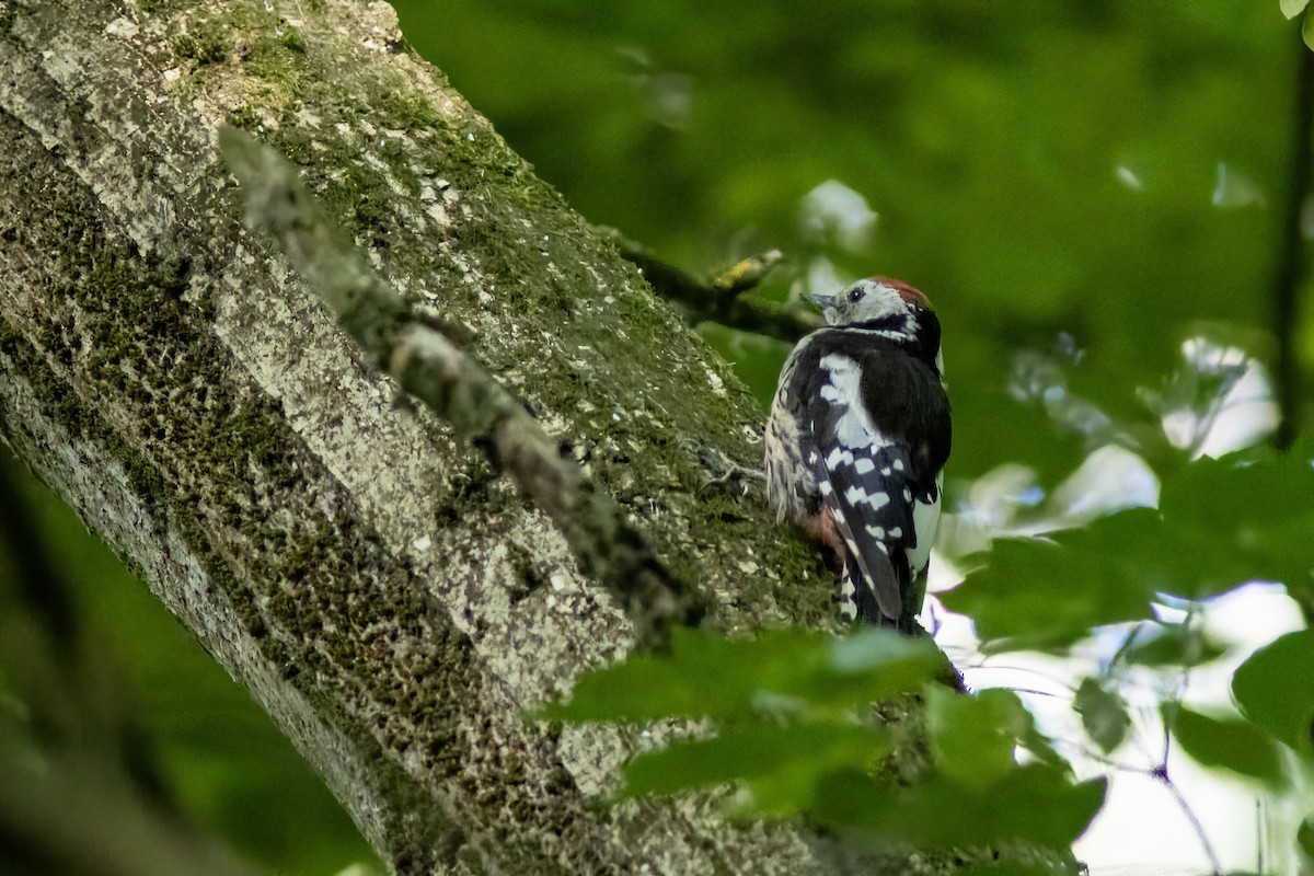 Middle Spotted Woodpecker - ML638169685