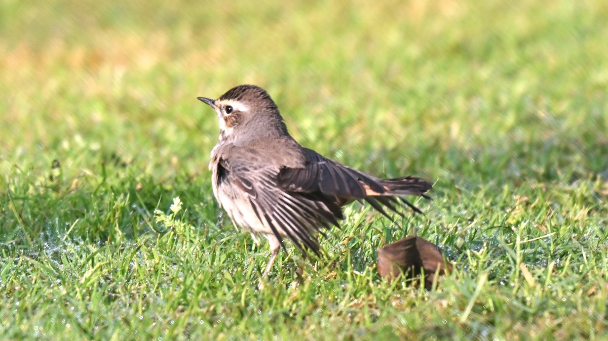 Bluethroat - ML638169687