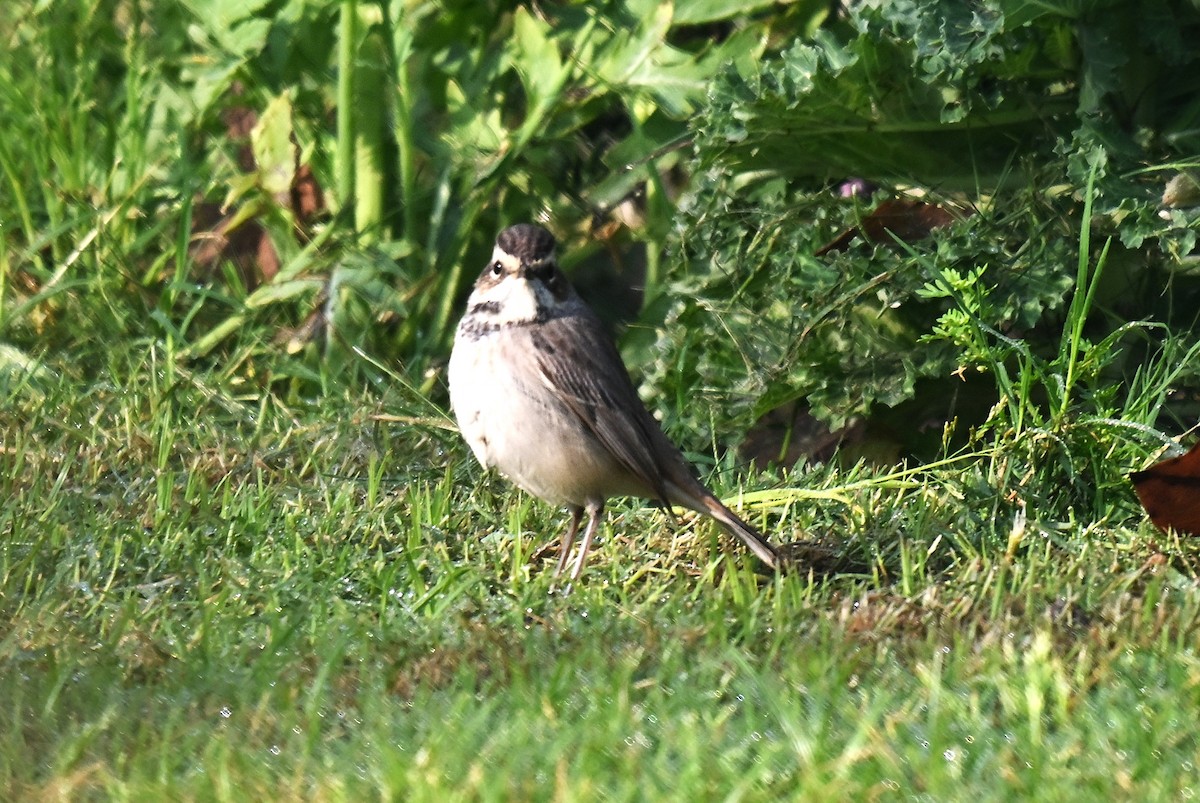 Bluethroat - ML638169689