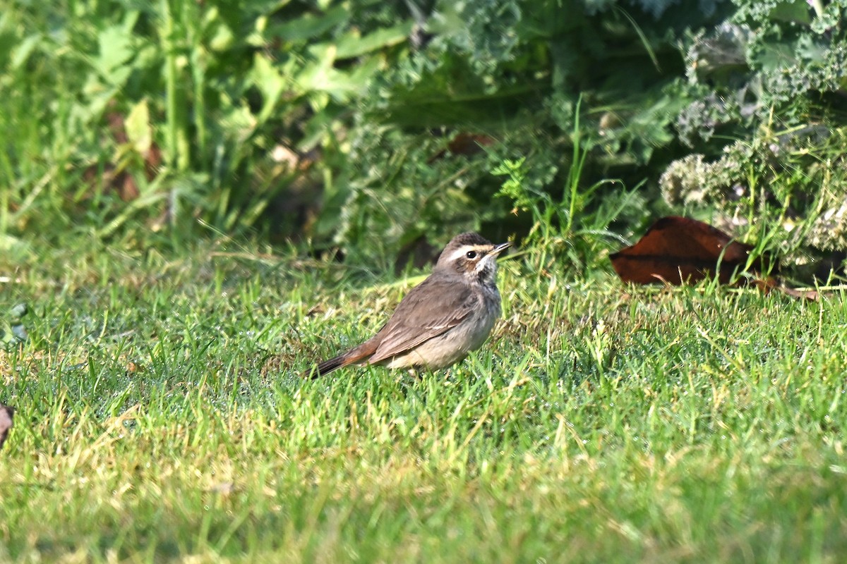 Bluethroat - ML638169690