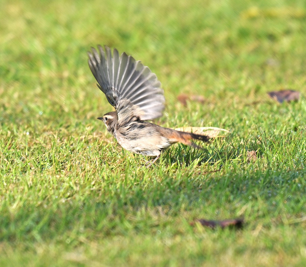 Bluethroat - ML638169691