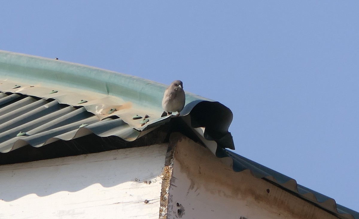 Northern Gray-headed Sparrow - ML638169703