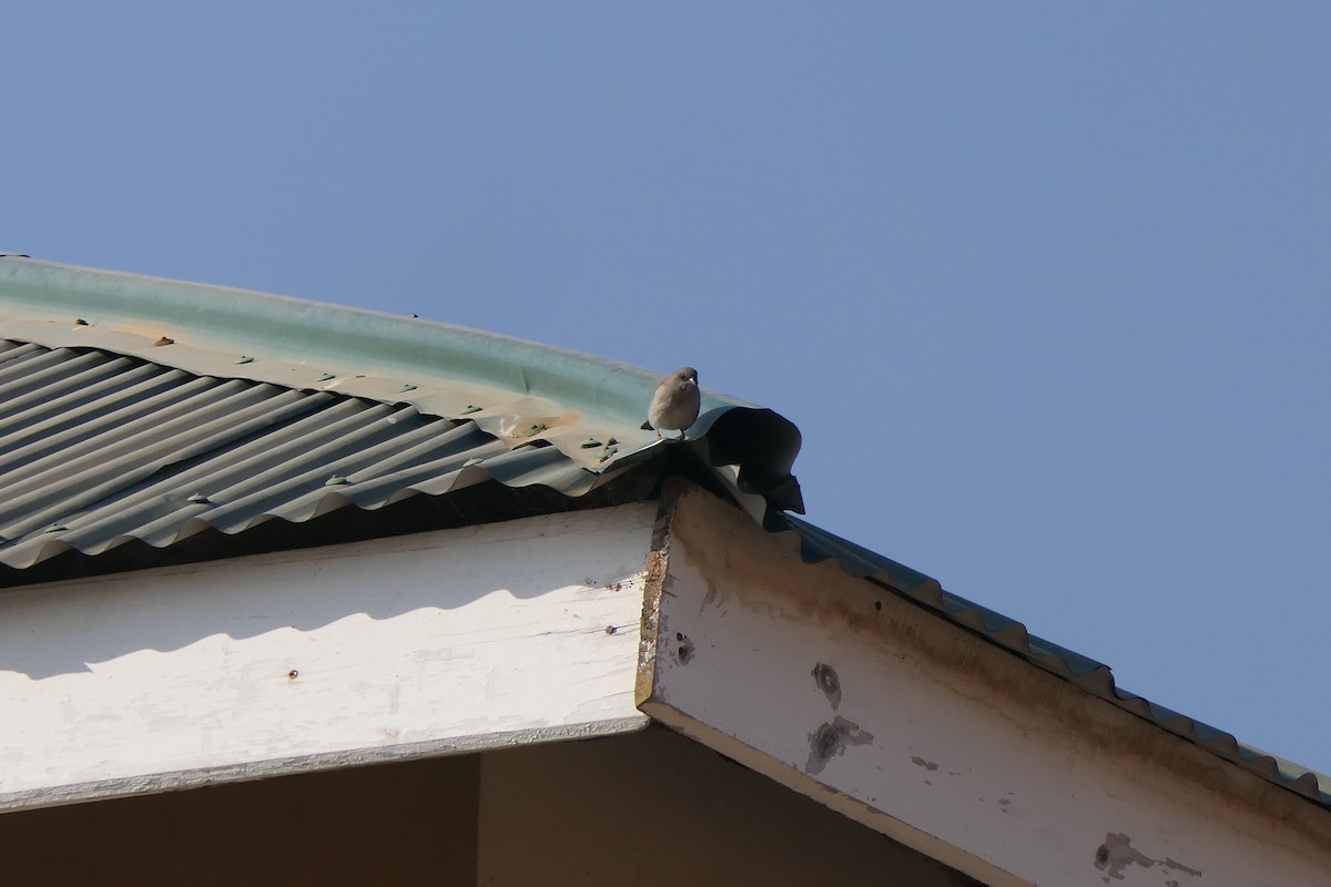 Northern Gray-headed Sparrow - ML638169704