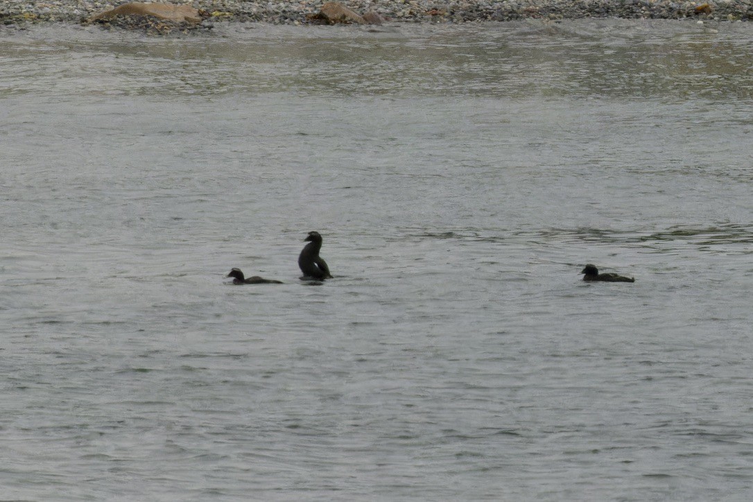 White-winged Scoter - ML638169706