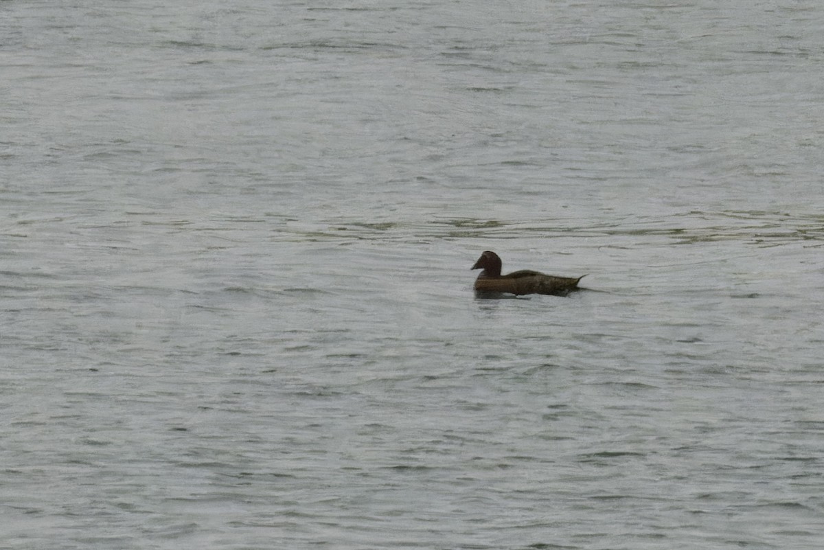 White-winged Scoter - ML638169709