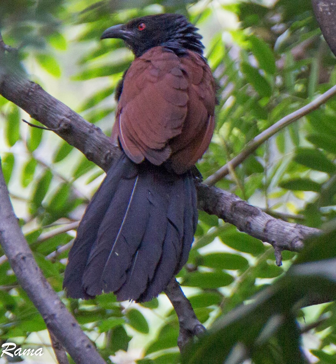 Greater Coucal - ML63816971