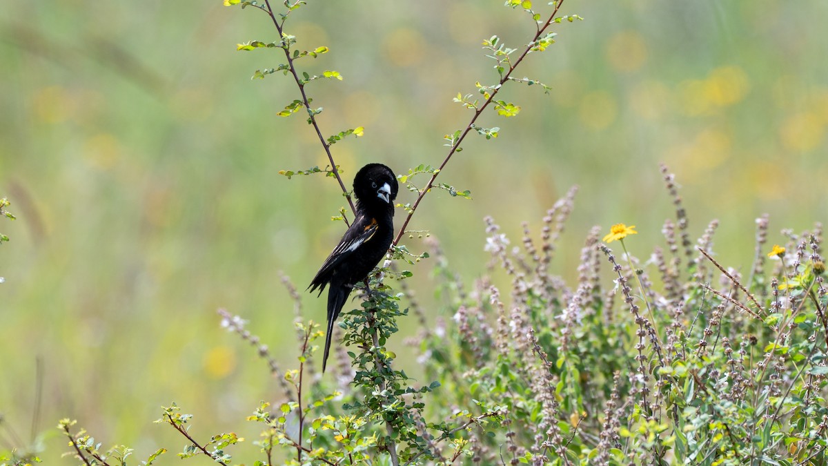 White-winged Widowbird - ML638169713