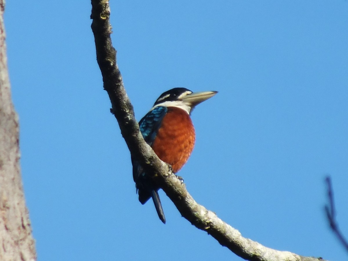 Rufous-bellied Kookaburra - ML638169716