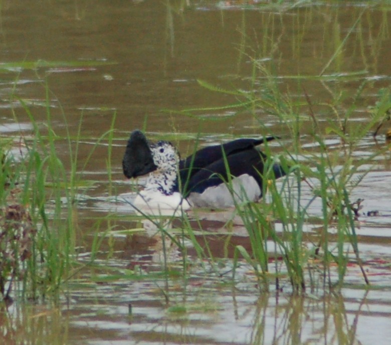 Knob-billed Duck - ML638169723