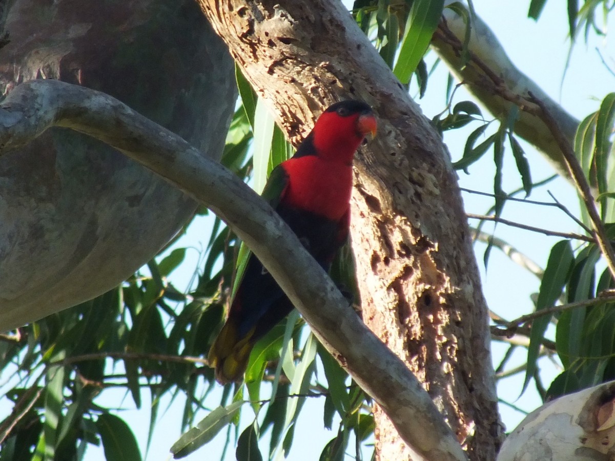 Black-capped Lory - ML638169724
