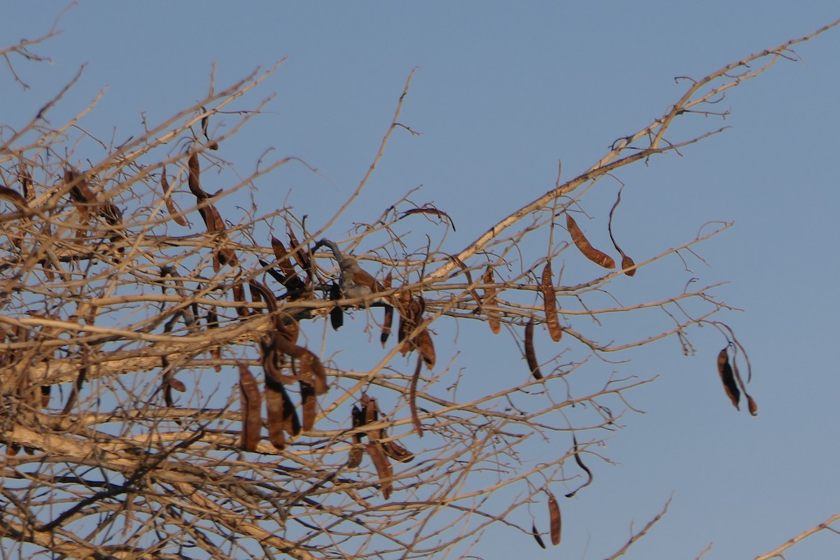 Northern Gray-headed Sparrow - ML638169728