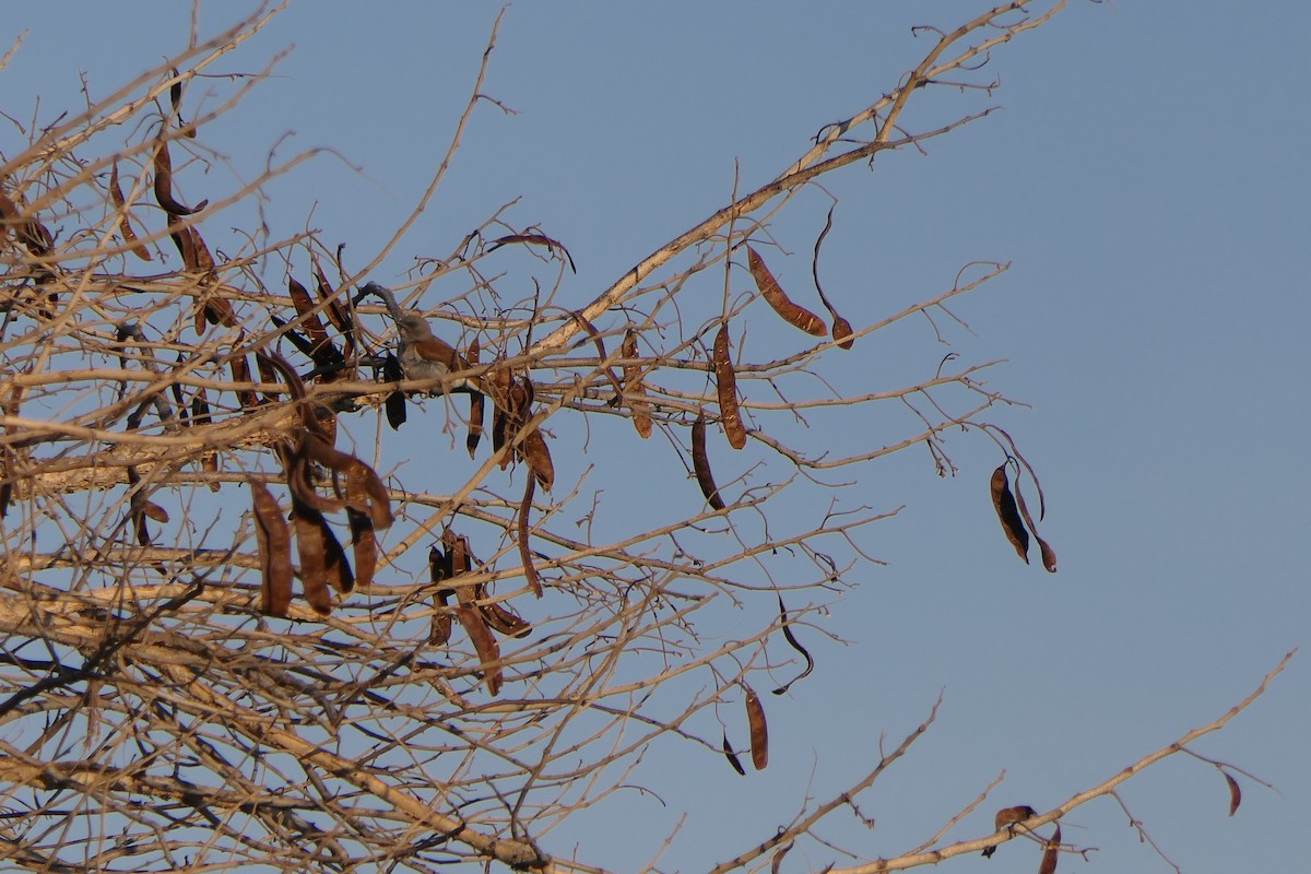 Northern Gray-headed Sparrow - ML638169729