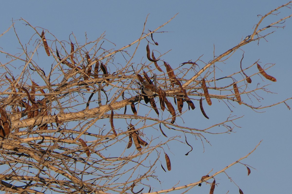 Northern Gray-headed Sparrow - ML638169730