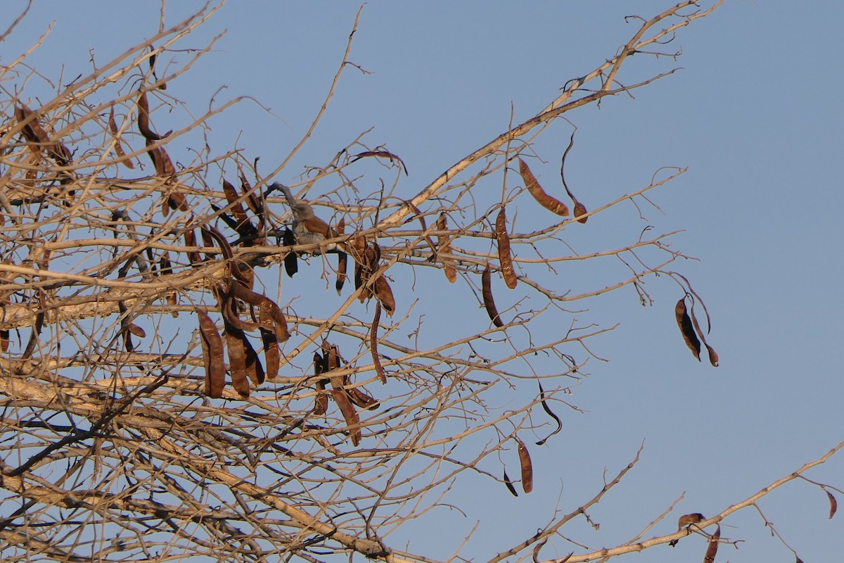 Northern Gray-headed Sparrow - ML638169731