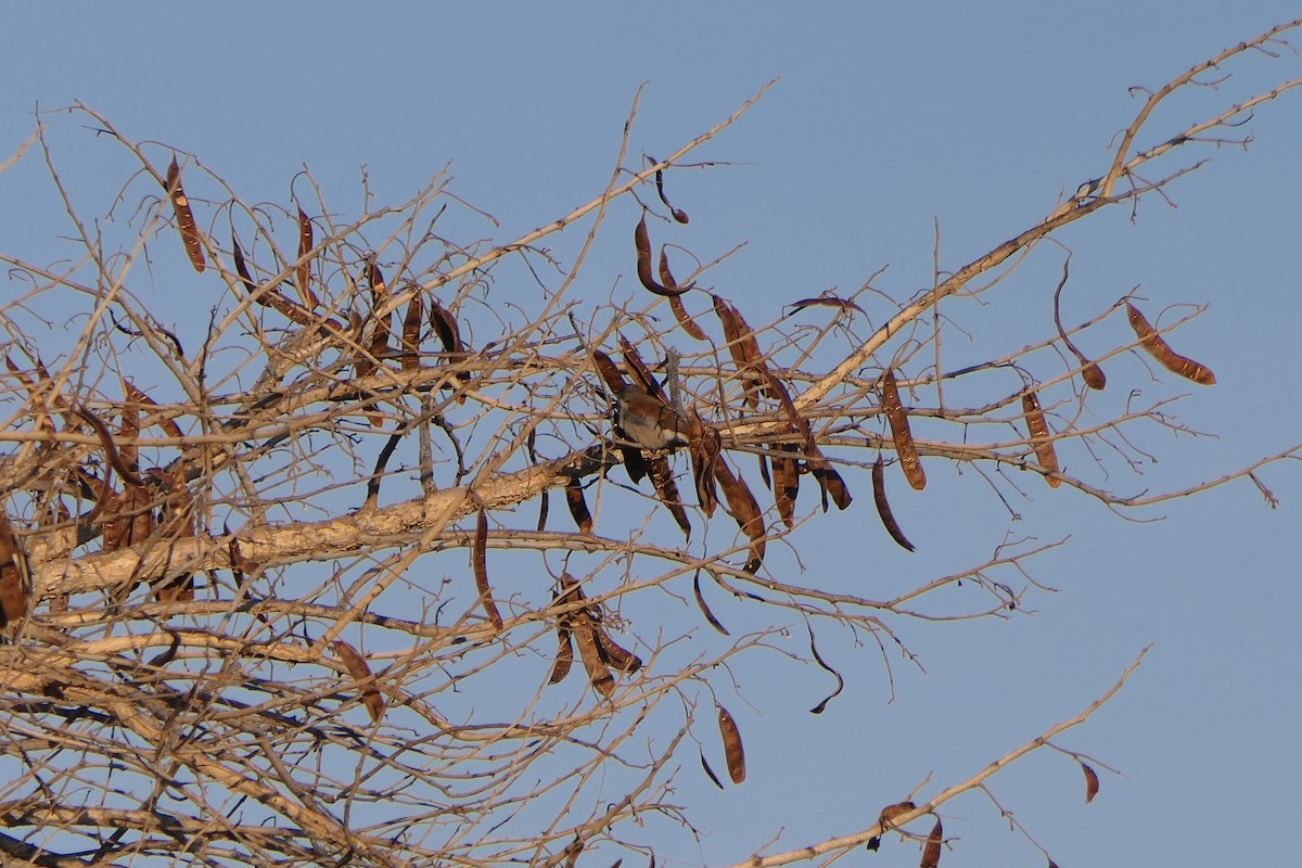 Northern Gray-headed Sparrow - ML638169732