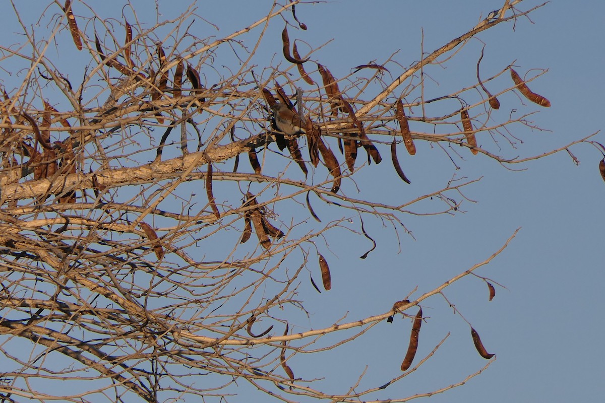 Northern Gray-headed Sparrow - ML638169733