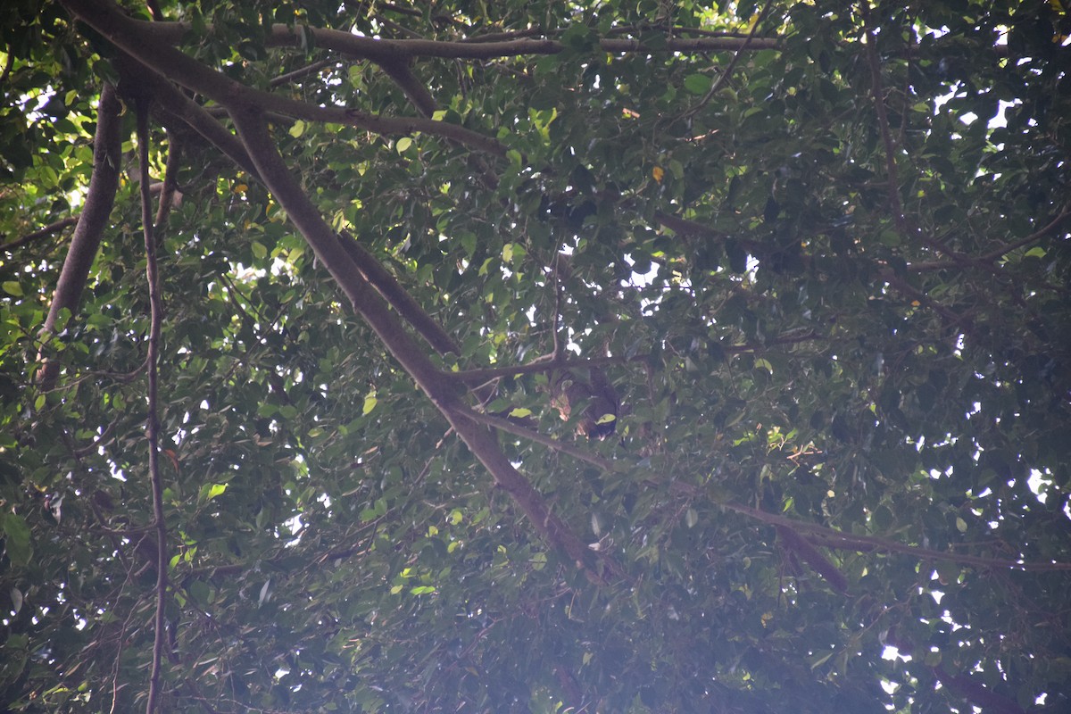 Malayan Night Heron - ML638169736