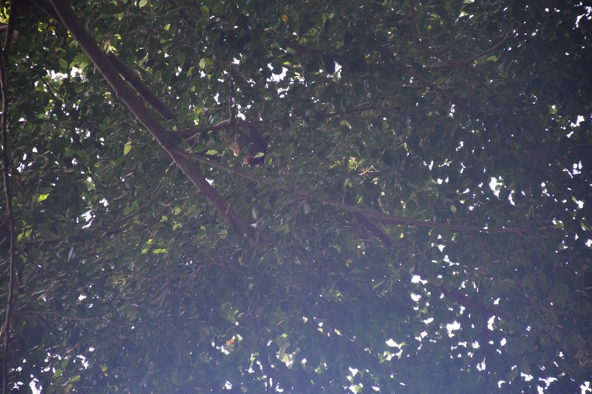 Malayan Night Heron - ML638169737