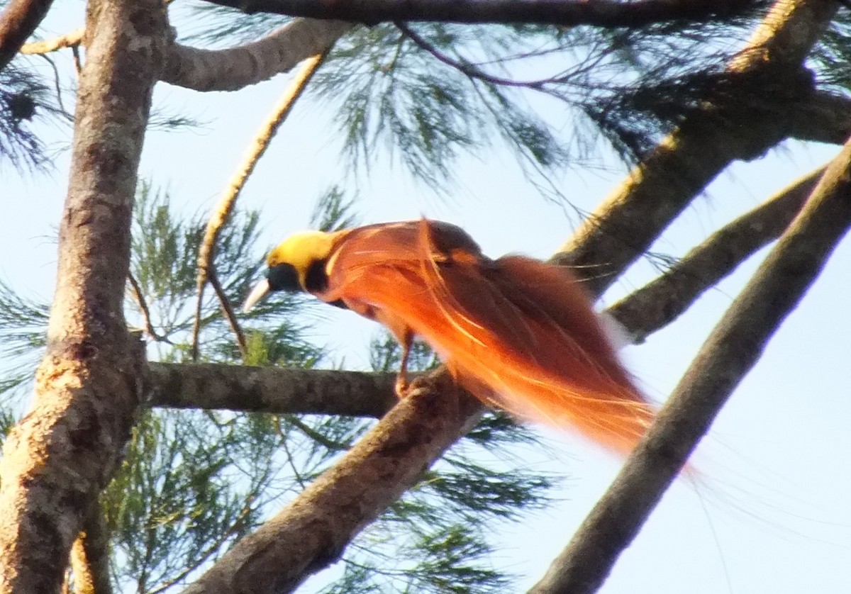 Raggiana Bird-of-Paradise - ML638169739