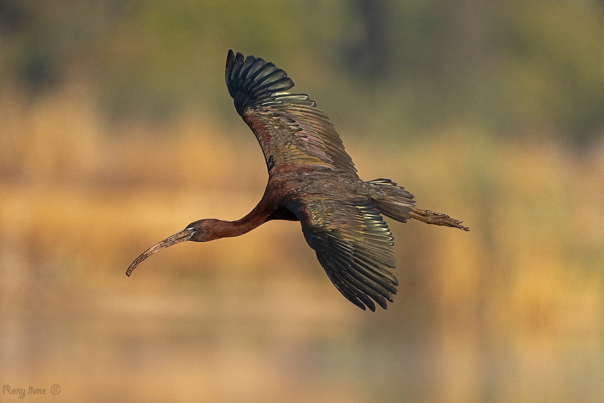 Glossy Ibis - ML638169741
