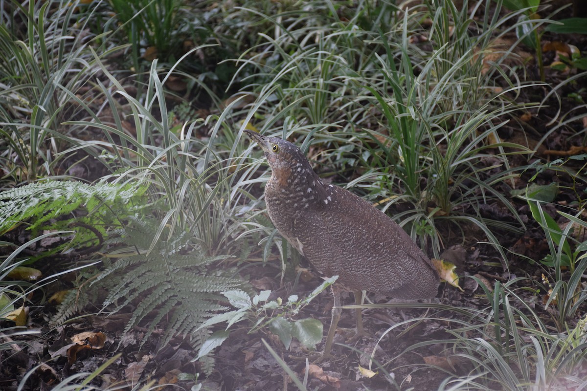 Malayan Night Heron - ML638169742