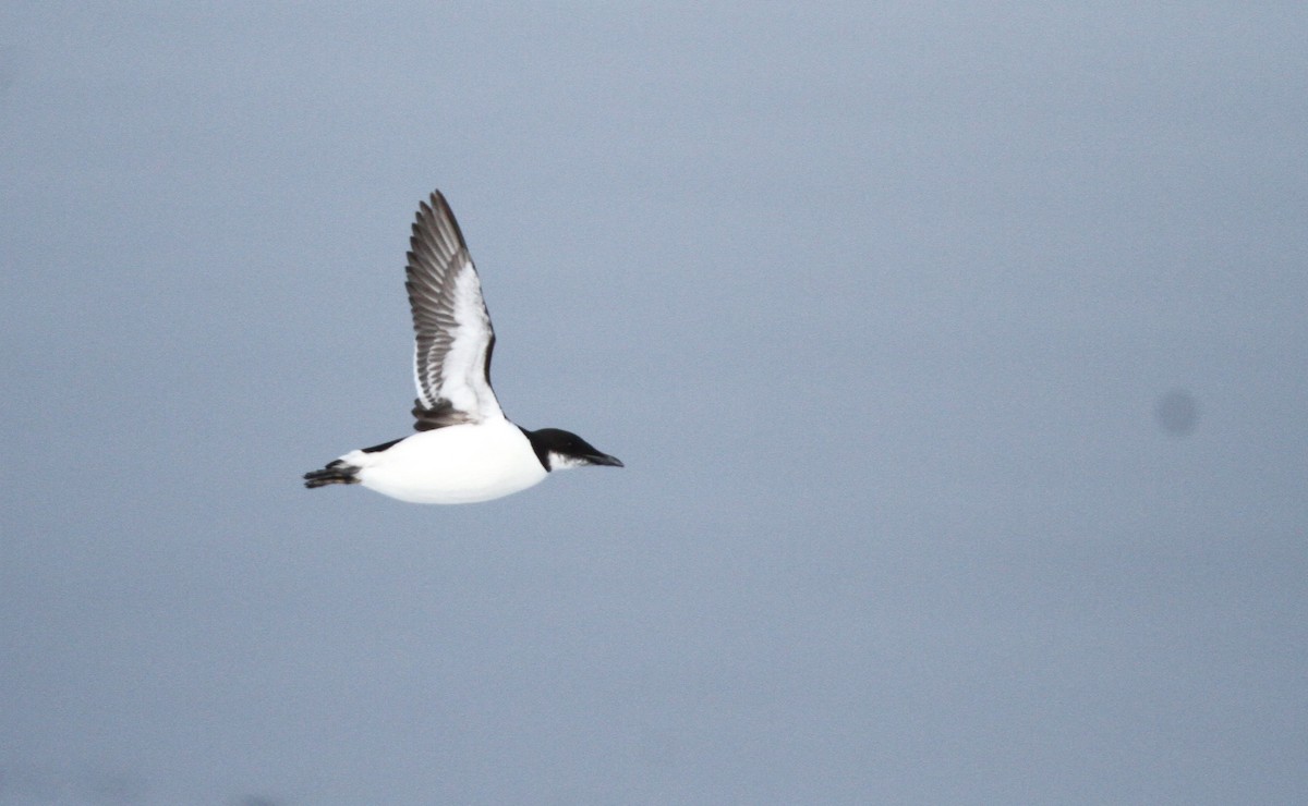 Thick-billed Murre - ML638169747