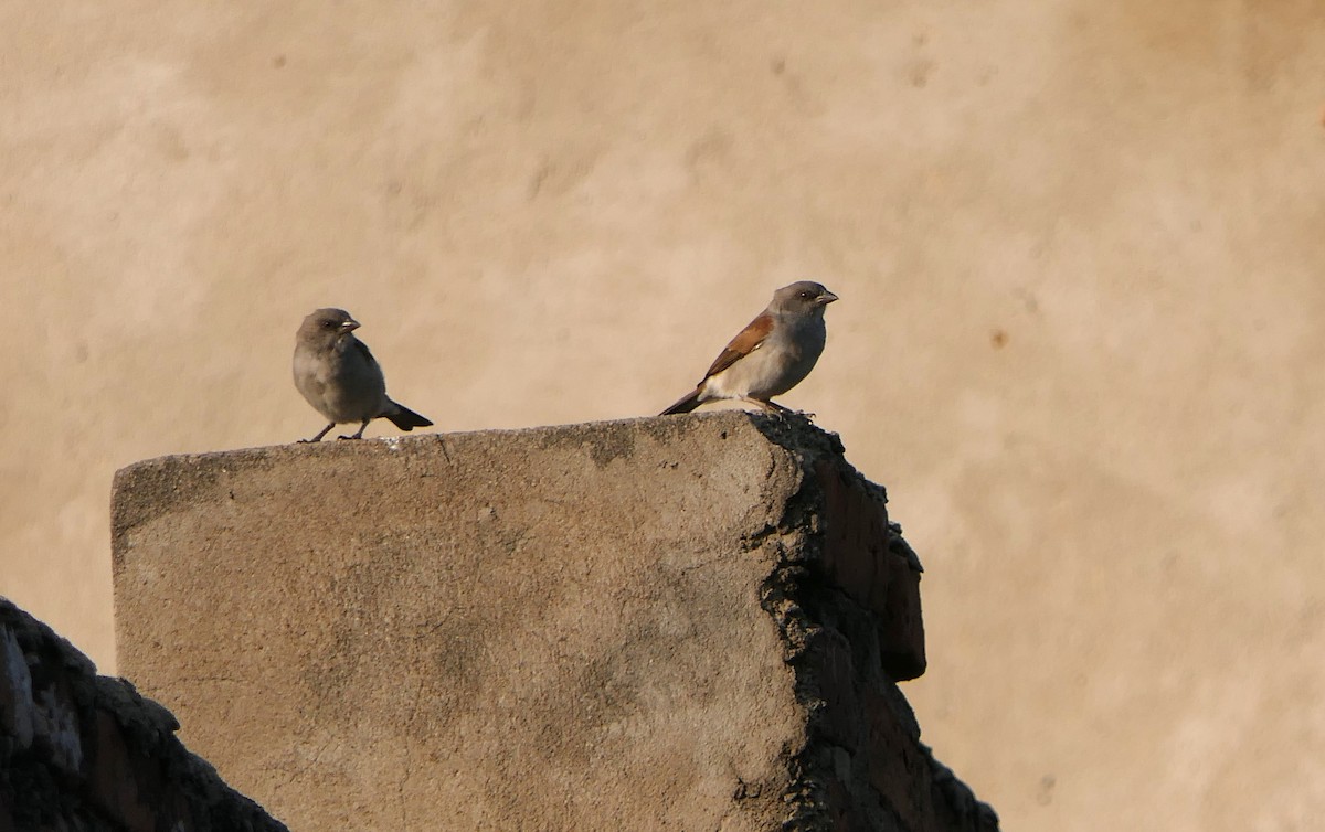 Northern Gray-headed Sparrow - ML638169771