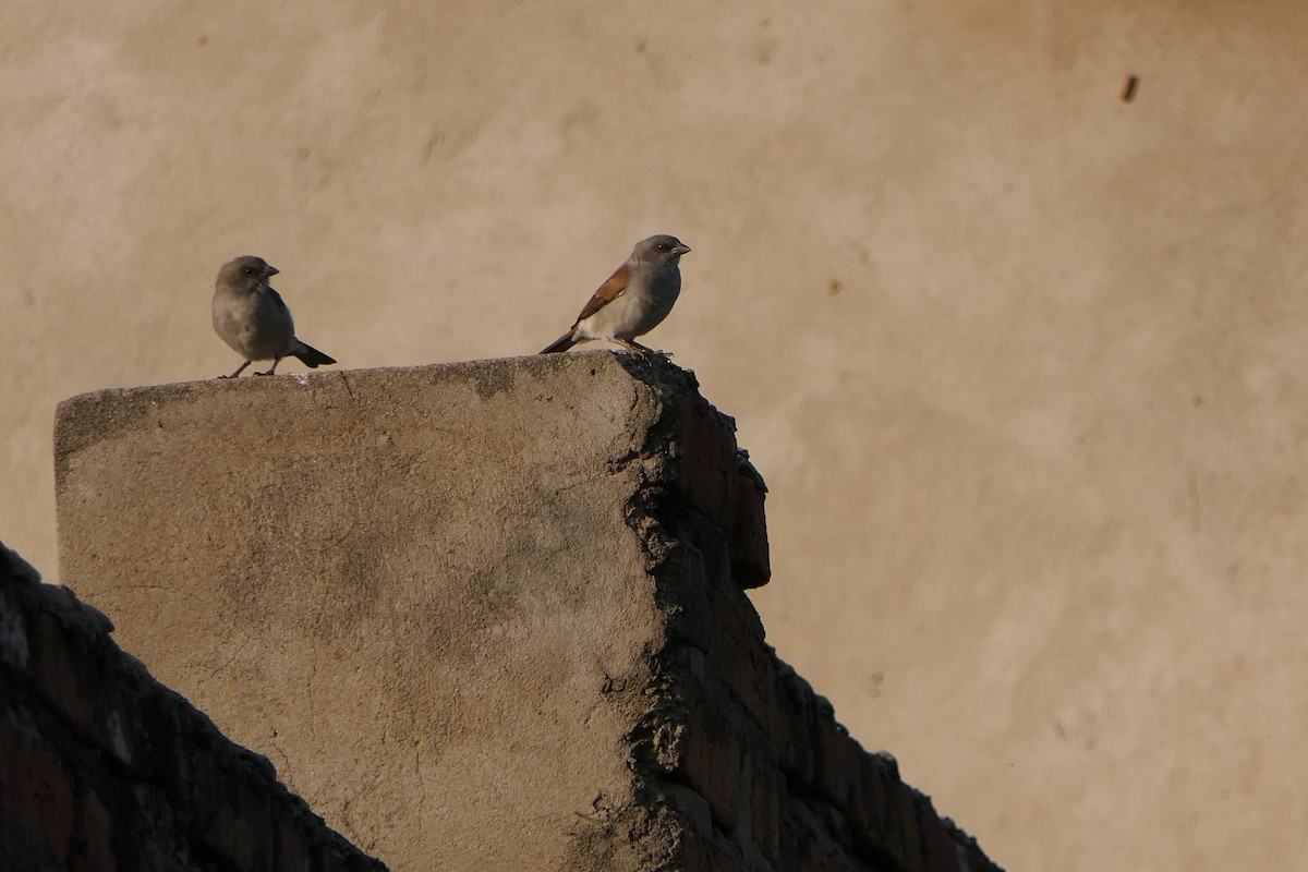 Northern Gray-headed Sparrow - ML638169773