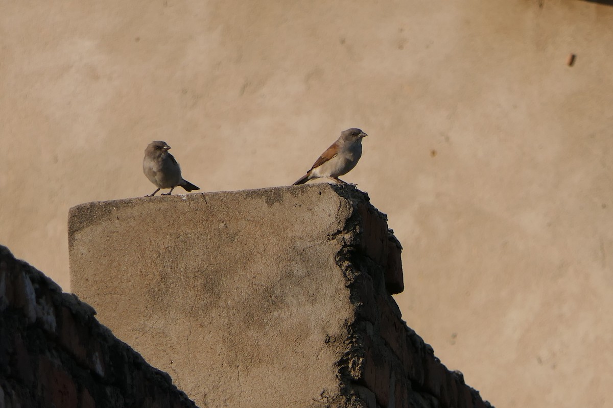 Northern Gray-headed Sparrow - ML638169774