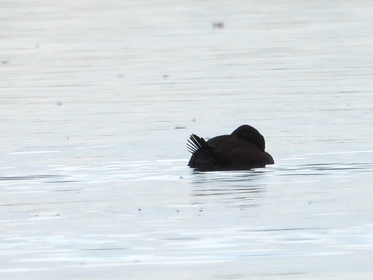 Blue-billed Duck - ML638169782