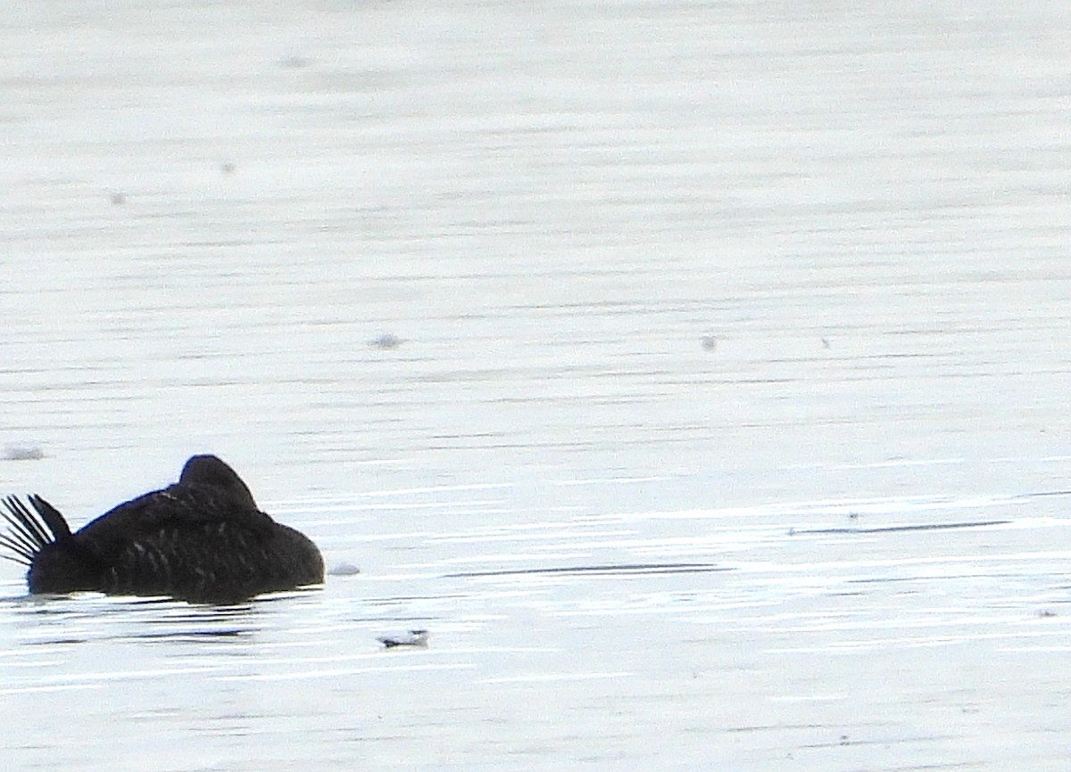 Blue-billed Duck - ML638169783
