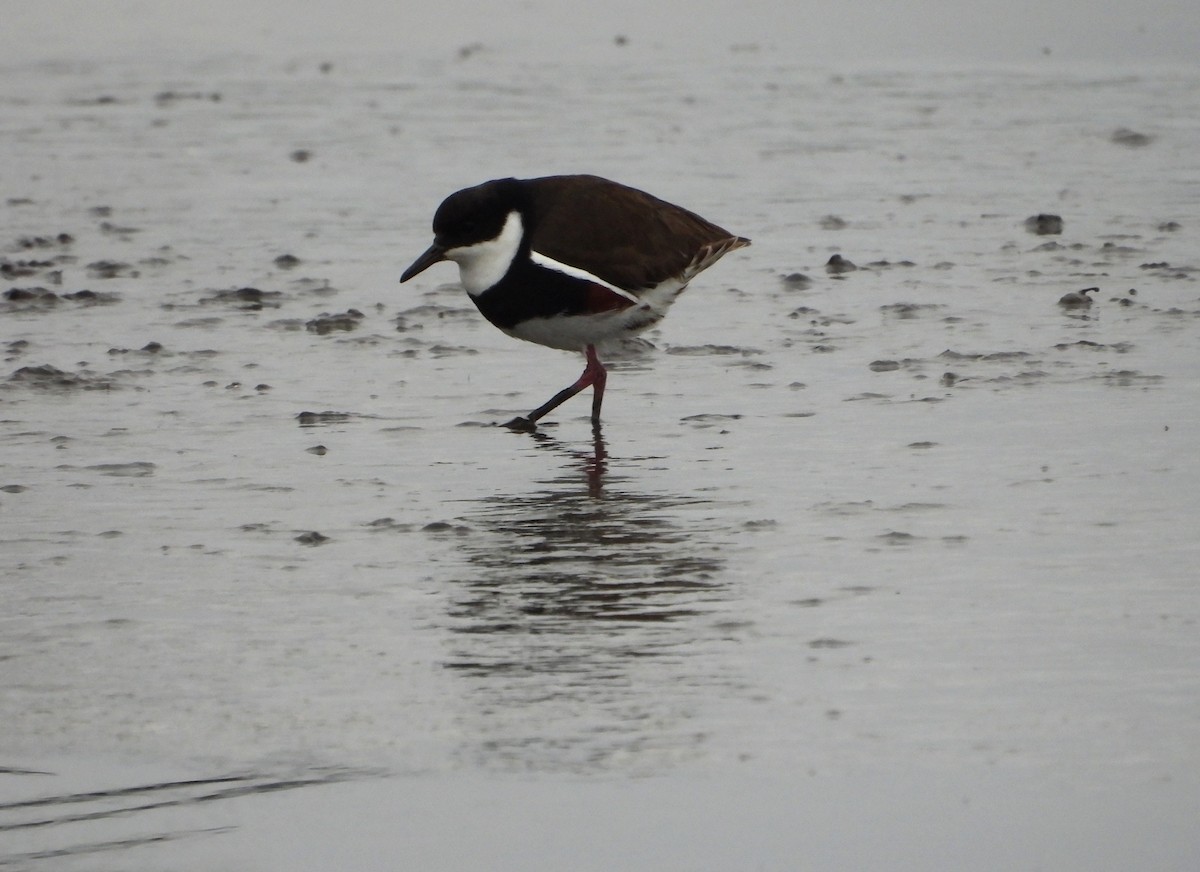 Red-kneed Dotterel - ML638169788