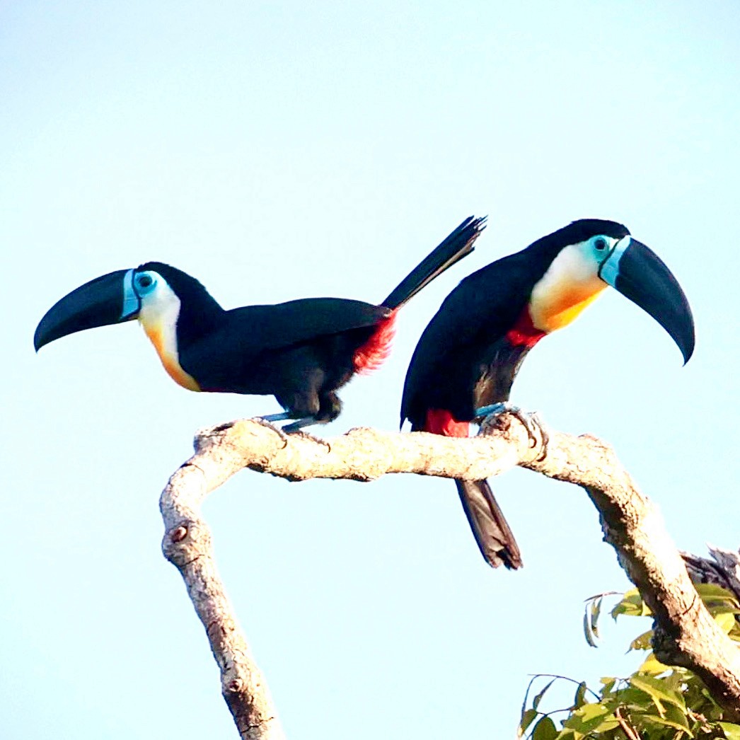 Channel-billed Toucan - ML638169819