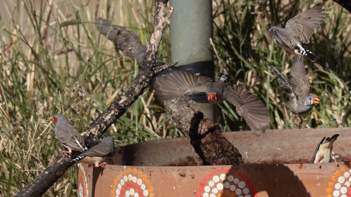 Zebra Finch - ML638169825