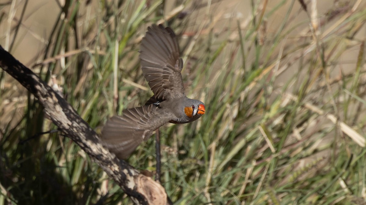Zebra Finch - ML638169826