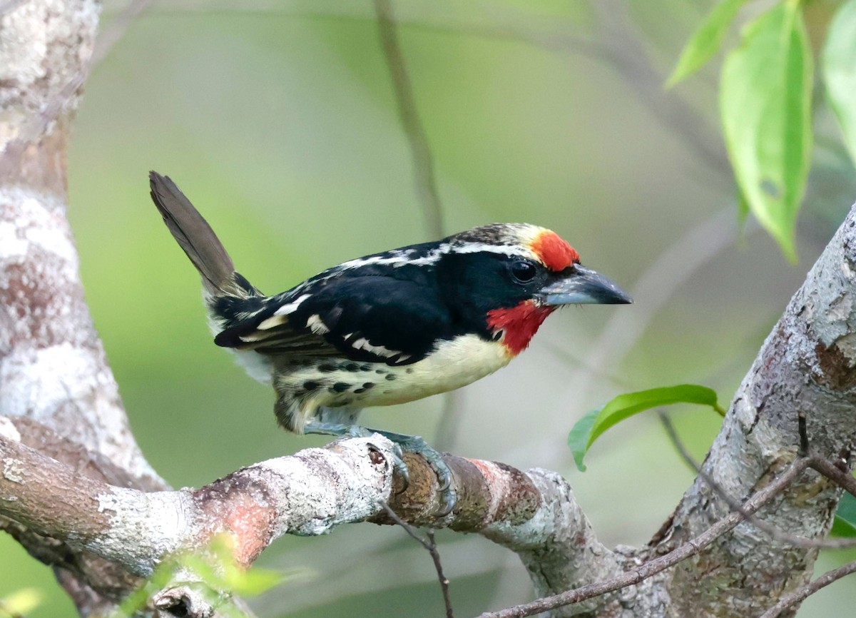 Black-spotted Barbet - ML638169828