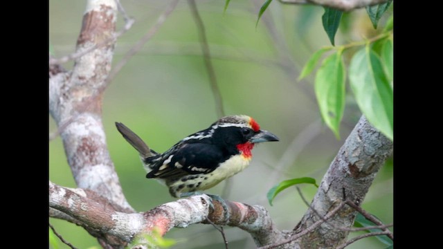 Black-spotted Barbet - ML638169829