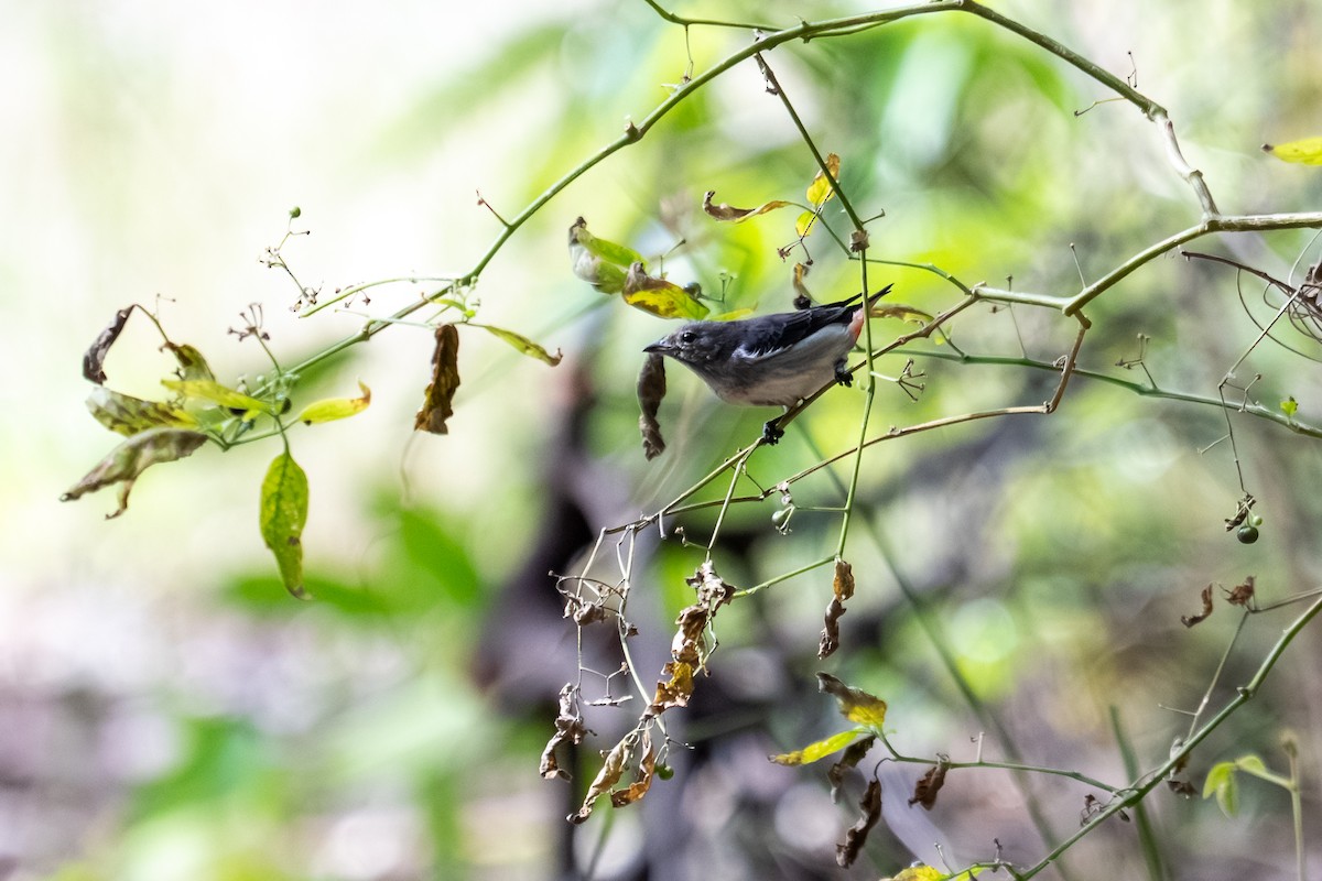 Mistletoebird - ML638169834