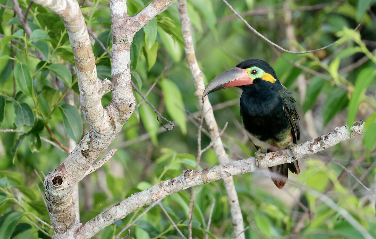 Guianan Toucanet - ML638169836