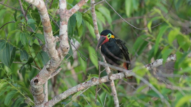 Guianan Toucanet - ML638169837