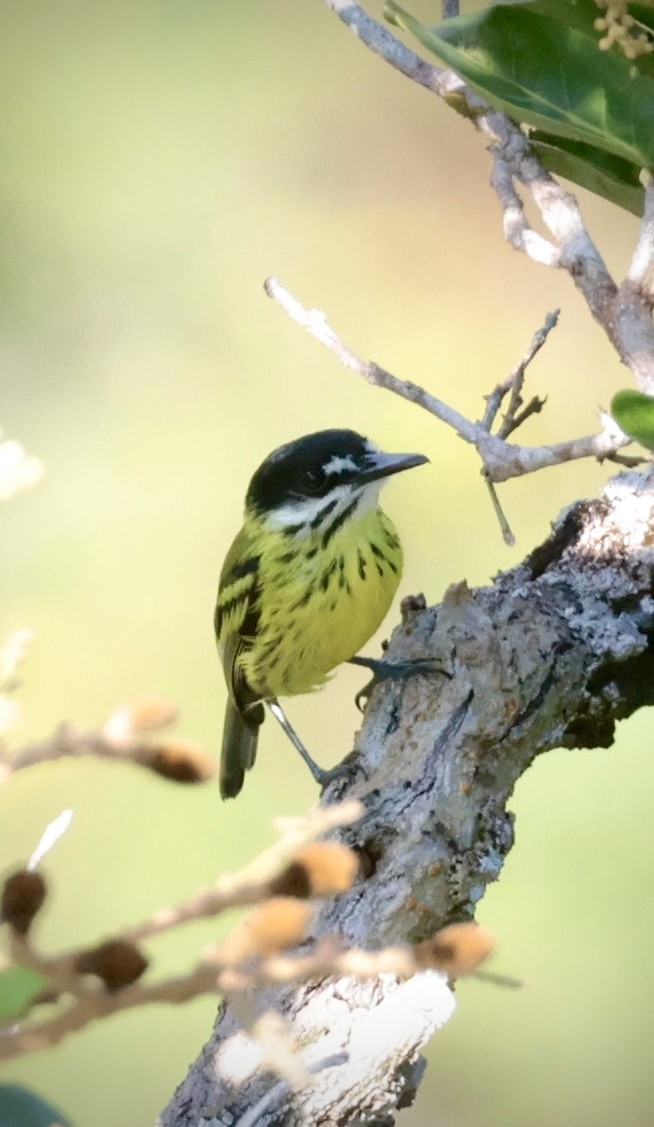 Painted Tody-Flycatcher - ML638169841