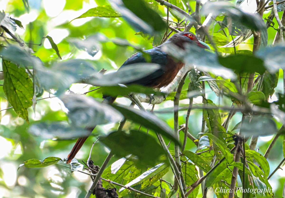 Chestnut-breasted Malkoha - ML638169842